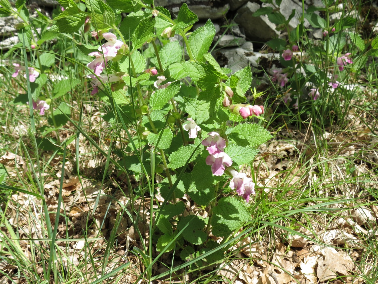 Mélitte à feuilles de mélisse 1345